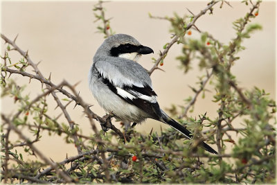 Shrike Great Grey 1.jpg