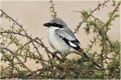 Shrike Great Grey 2.JPG