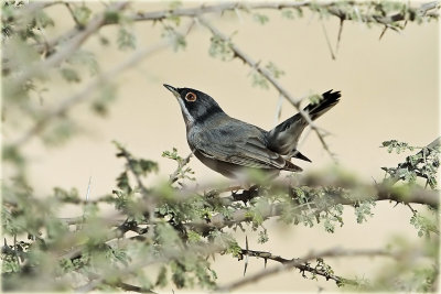 Menetriess Warbler