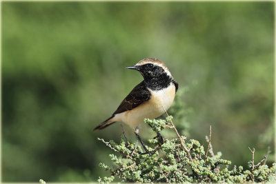 Pied Wheatear
