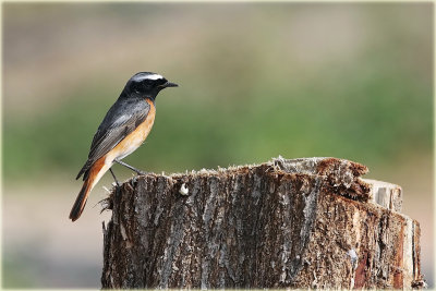 Redstart 2.jpg