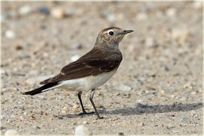 Wheatear.jpg