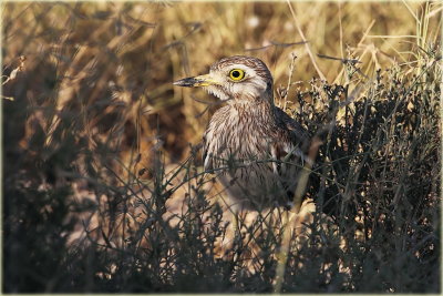 Stone Curlew 1_resize.jpg