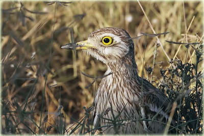 Stone Curlew 2_resize.jpg