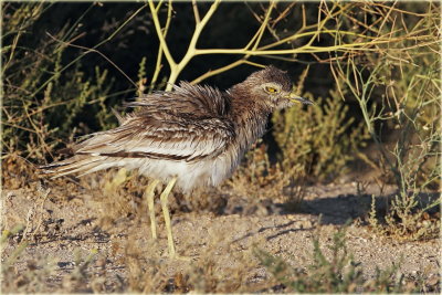 Stone Curlew 3_resize.jpg