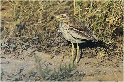 Stone Curlew 5_resize.jpg