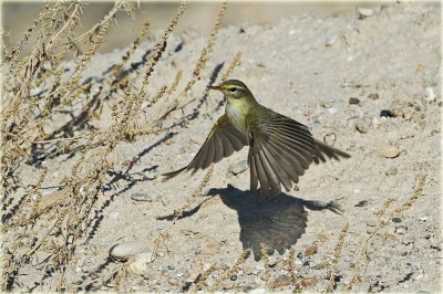 Chiffchaff_resize.jpg