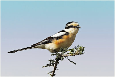 Masked Shrike