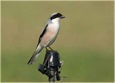 Lesser Grey Shrike