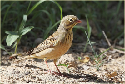 Ortalon Bunting