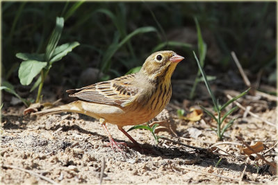 Ortalon Bunting