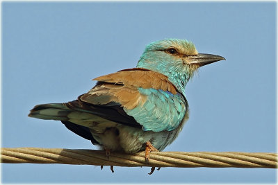 European-Roller-1-web.jpg