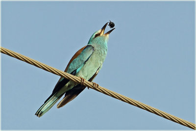 European-Roller-3-web.jpg