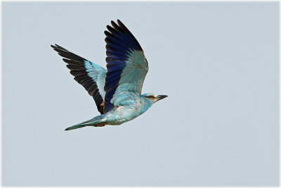European-Roller-4-web.jpg