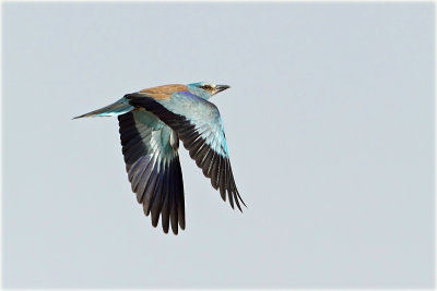European-Roller-5-web.jpg