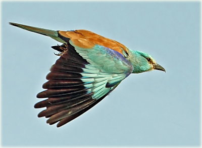 Roller.jpg