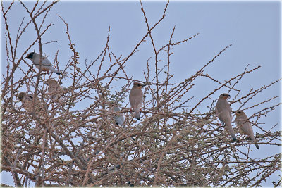 Grey Hypocolius 