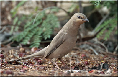 Grey Hypocolius Female