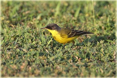 Yellow-Wagtail