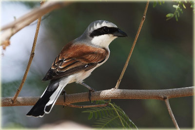 Redback-Shrike-Male.jpg