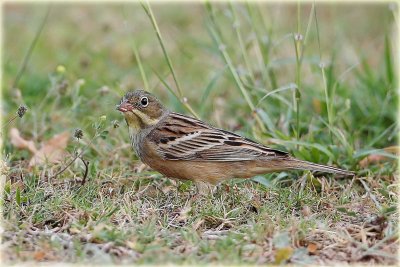 Otorlan-Bunting-2.jpg