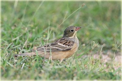 Otorlan-Bunting-1.jpg