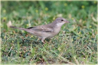 Common-Whitethroat-2.jpg