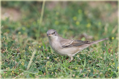 Common-Whitethroat-1.jpg