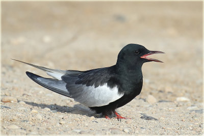 White Winged Tern