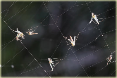 Spiders--Prey-web.jpg