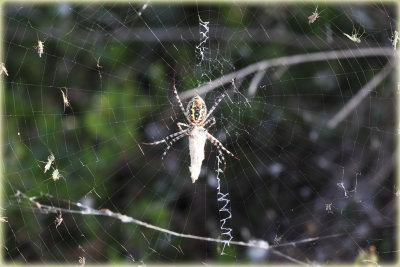 Spider-with-Prey-web.jpg