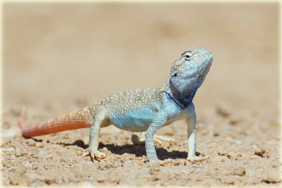 Lizard-web.jpg