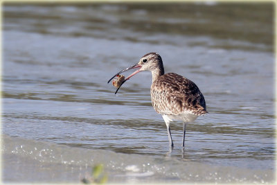 Whimbrel-1-web.jpg
