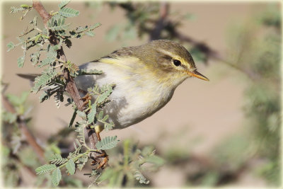 Willow-Warbler-1-web.jpg