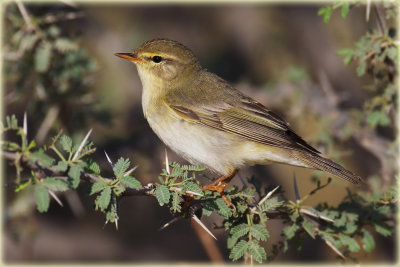 Willow-Warbler-2-web.jpg