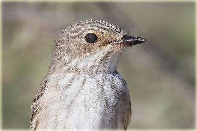 Spotted-Flycatcher-2-web.jpg