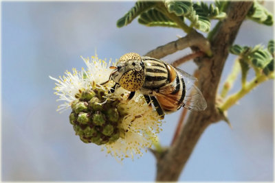 Hoverfly