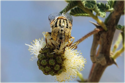 Hoverfly (eristalinus sepulchralis)