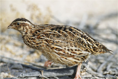 Quail 