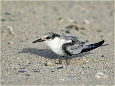 Suanders's Tern