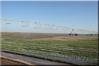 Irkayya Farm 
