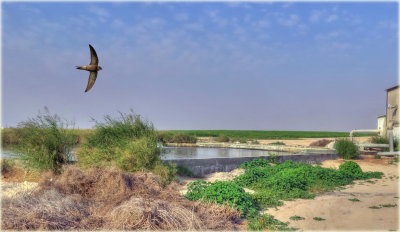 Irkayya Farm Farm Resorvoir