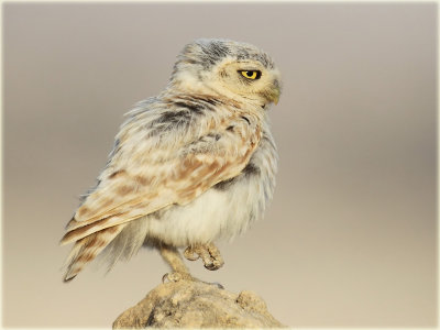 Little-Owl-4-web.jpg