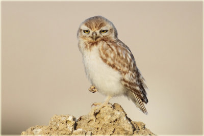 Little-Owl-3-web.jpg