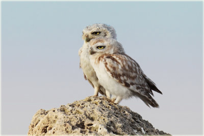 Little-Owl-1.jpg