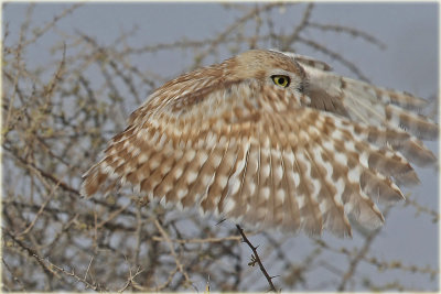 Little-Owl-5.jpg