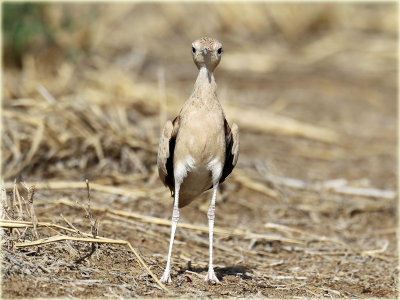 Cream-Coloured-Curser-7-web.jpg