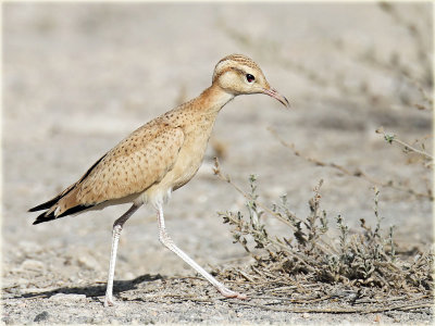 Cream-Coloured-Coursers-1-web.jpg