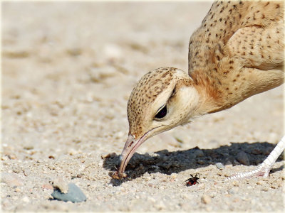 Cream-Coloured-Courser-6-web.jpg