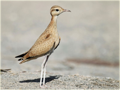 Cream-Coloured-Courser-4-web.jpg
